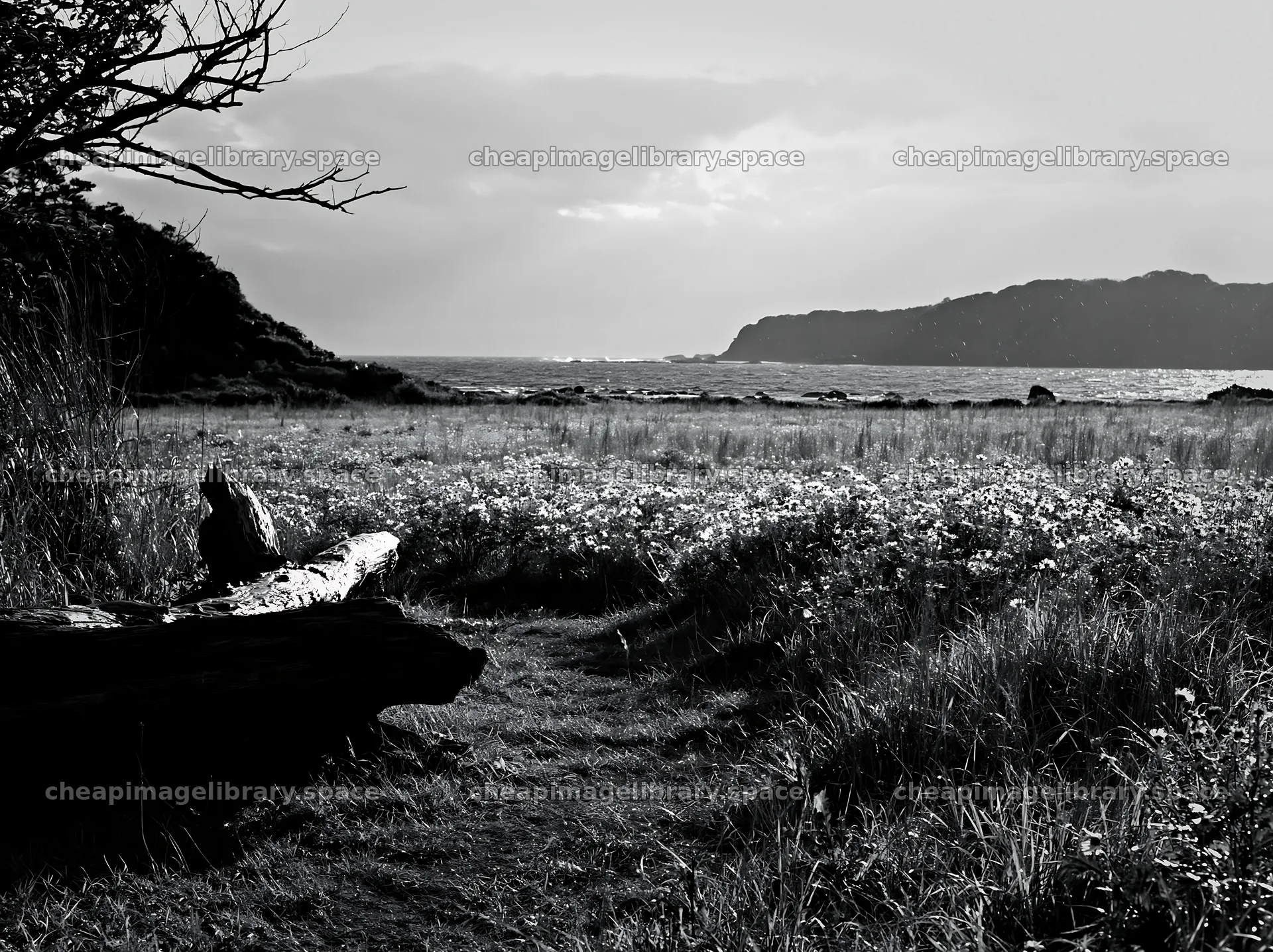 Chiba coastal climate meadow with driftwood in foreground – image library 9174x6866