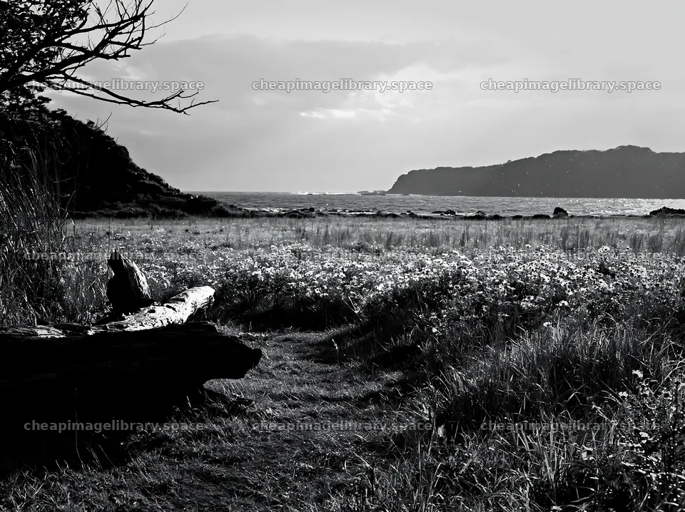Chiba coastal climate meadow with driftwood in foreground – image library 9174x6866
