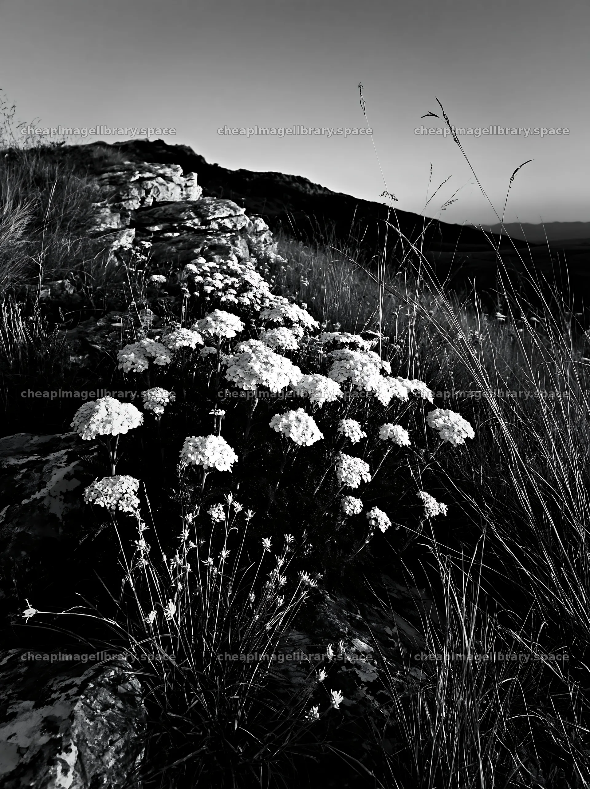 Twilight meadow with yarrow flowers and rocky landscape – image library 6866x9174