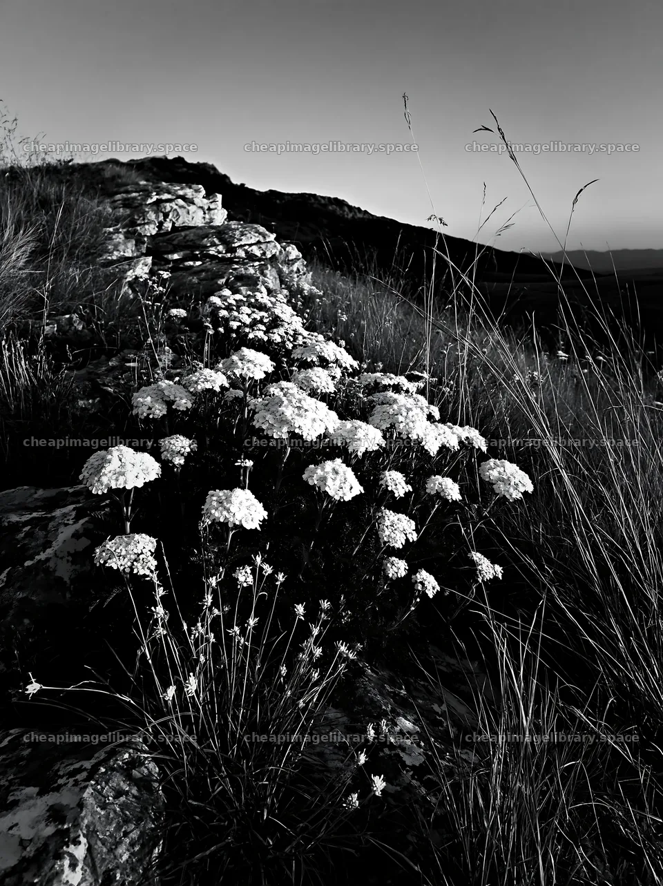 Twilight meadow with yarrow flowers and rocky landscape – image library 6866x9174