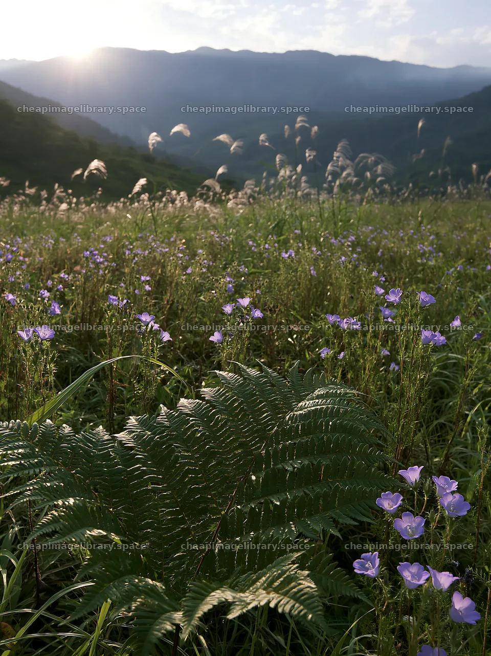 Fern frond and flowers in Tokushima mountain meadow at sunset – image library 6866x9174