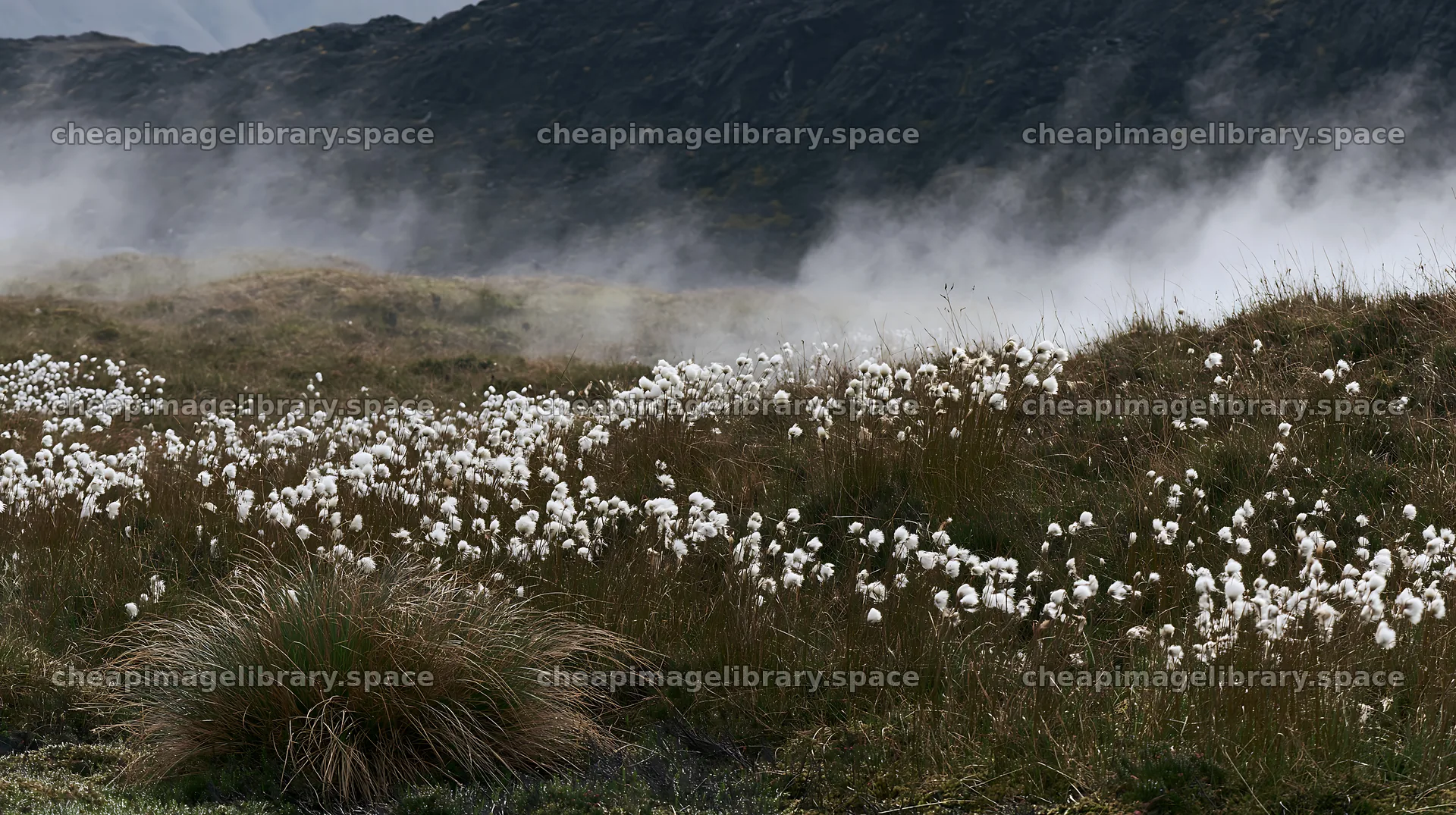 Meadow with seedheads and misty background – image library 10608x5938
