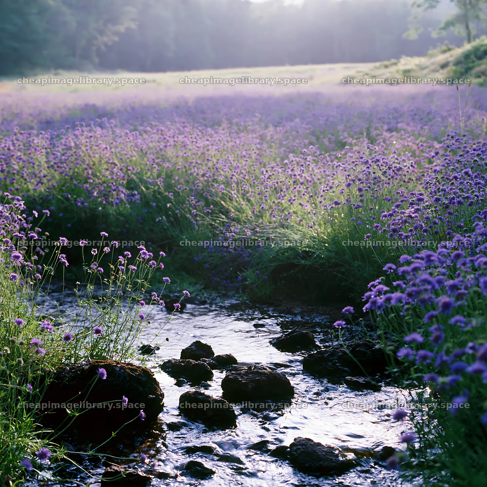High contrast meadow with a natural watercourse and purple flowers – image library 7938x7938
