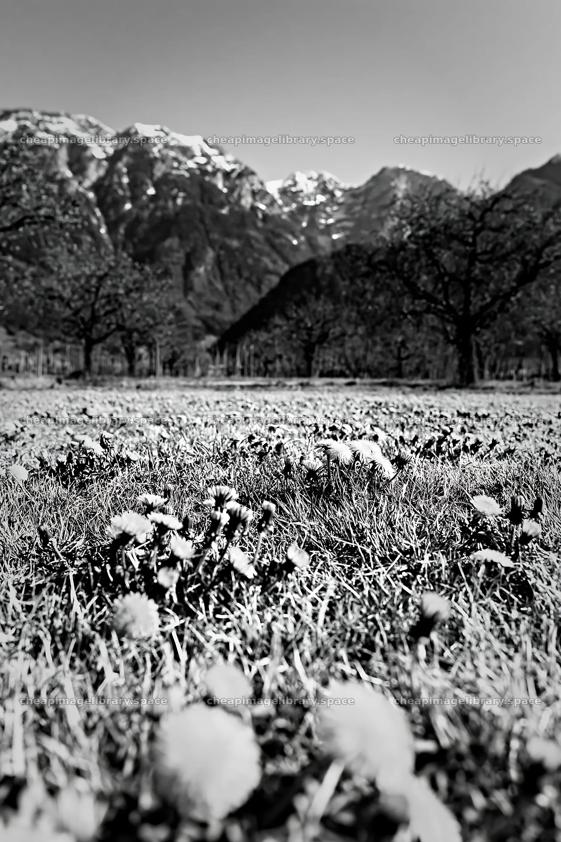 Dandelion orchard meadow with mountains in the background – image library 6480x9722