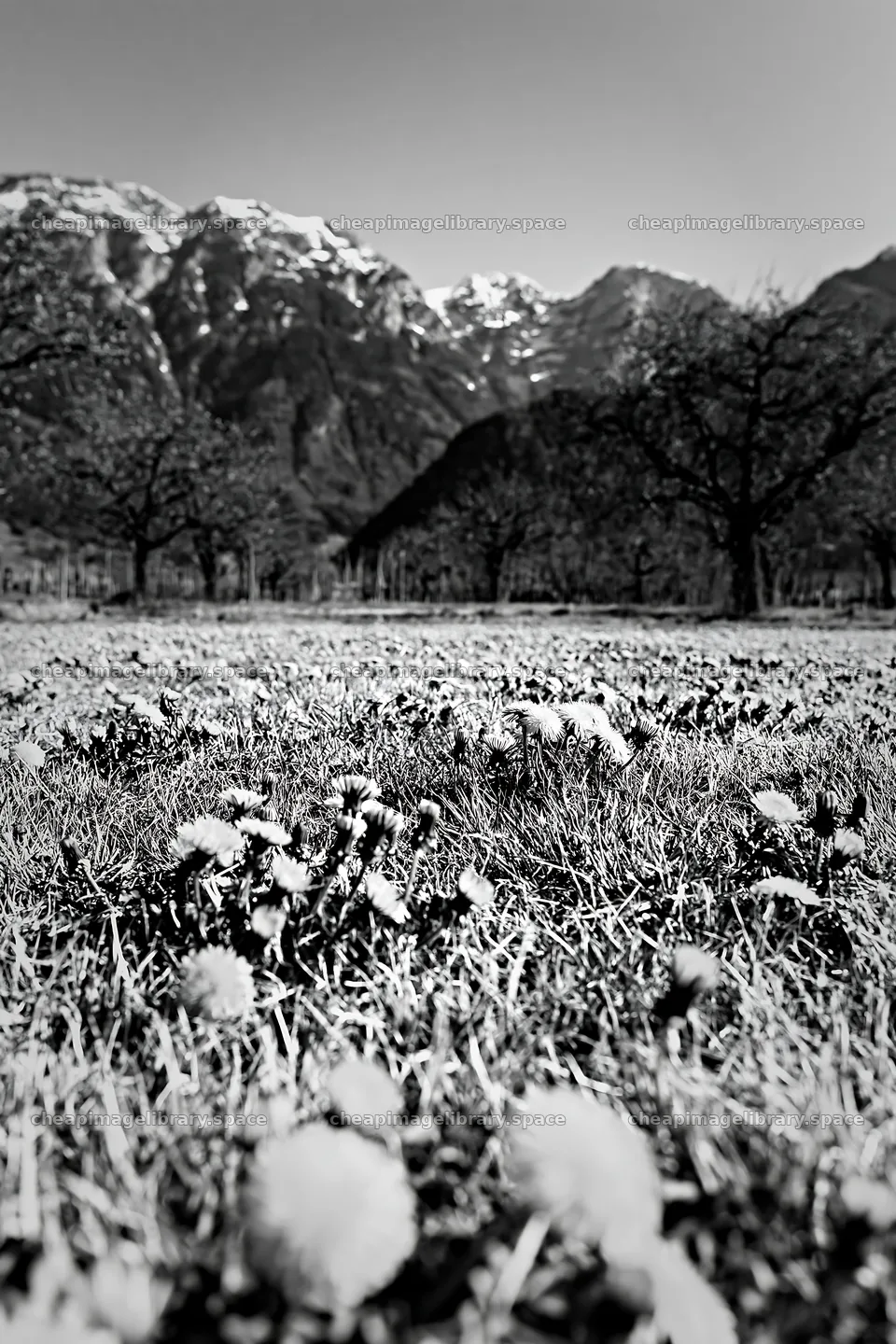 Dandelion orchard meadow with mountains in the background – image library 6480x9722