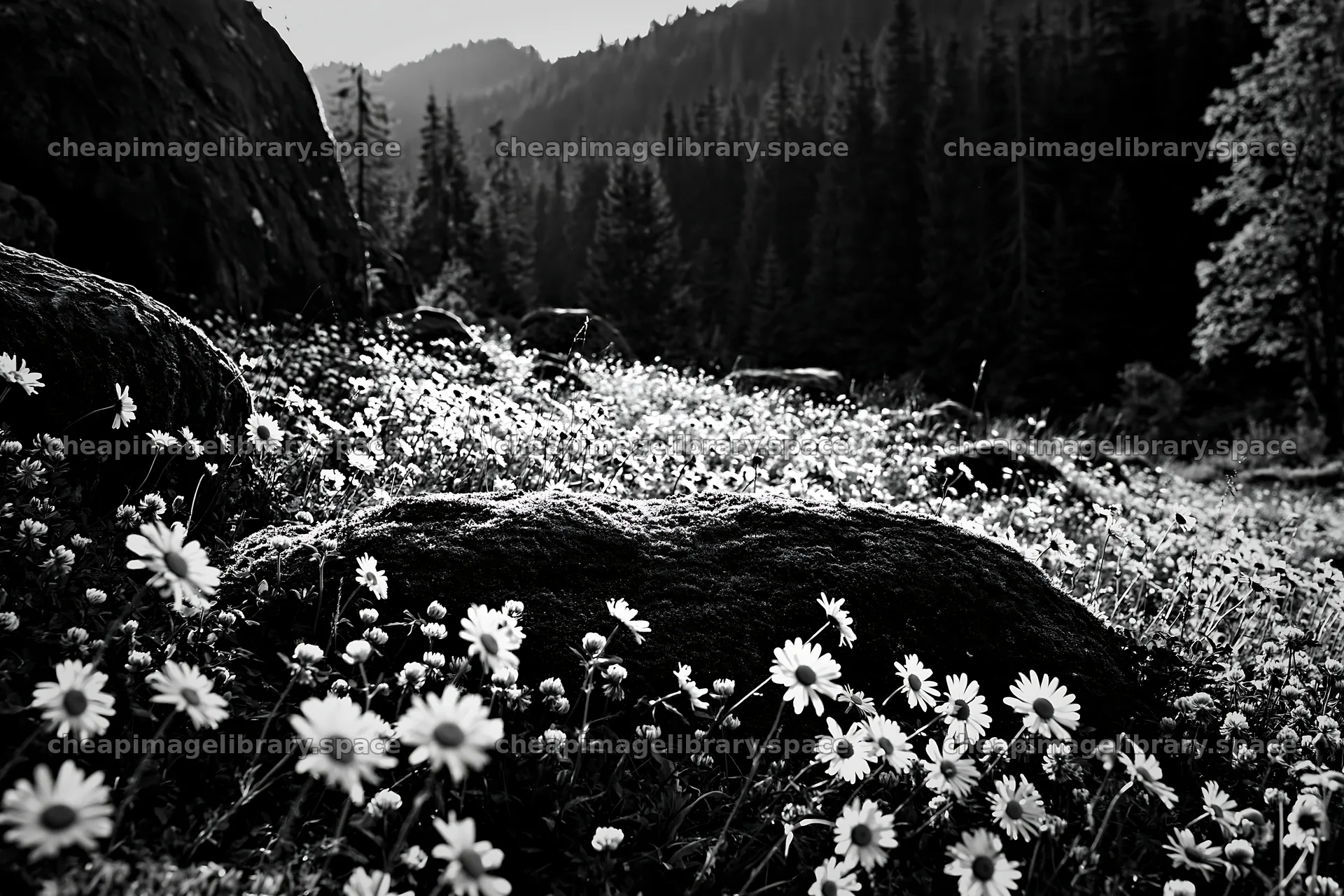 Mossy boulders and flowers in a meadow at sunset – image library 9722x6480