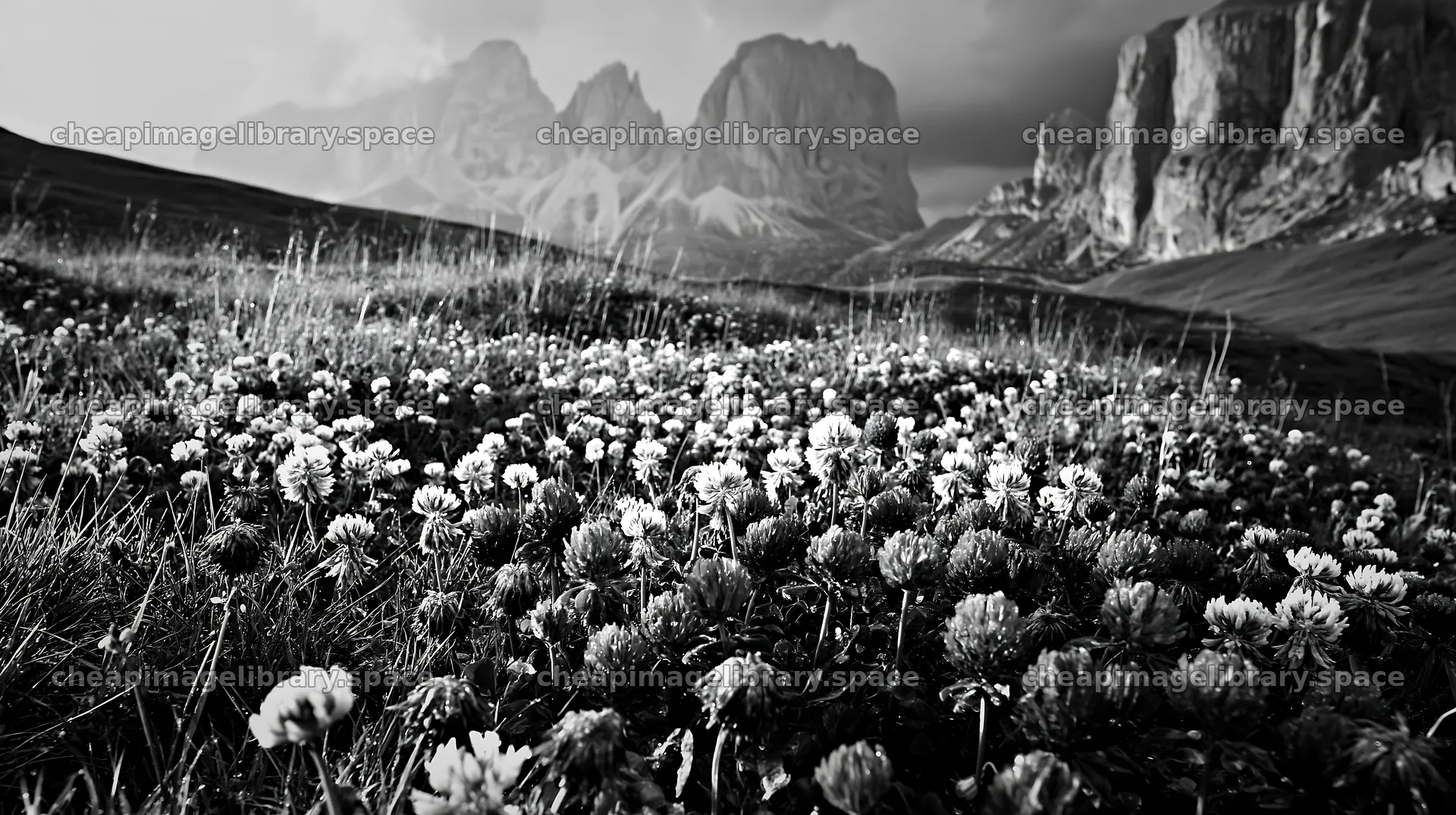 Colorful clover meadow under mountains – image library 10608x5938