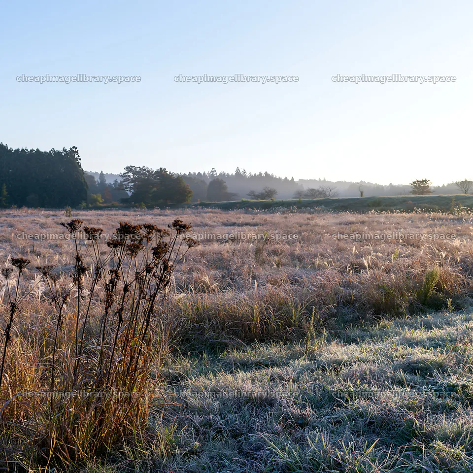 Aichi restored meadow autumn seedheads foreground in morning light – image library 7938x7938