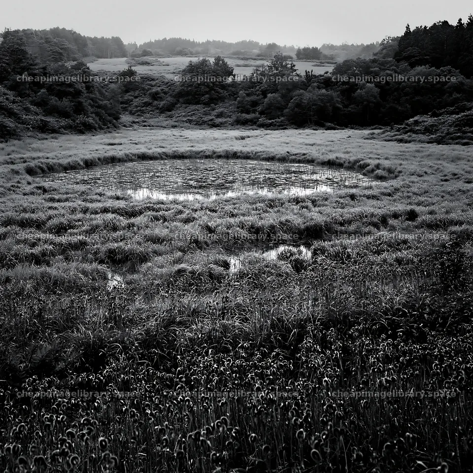 Iwate rain refreshed meadow seedhead foreground – image library 7938x7938