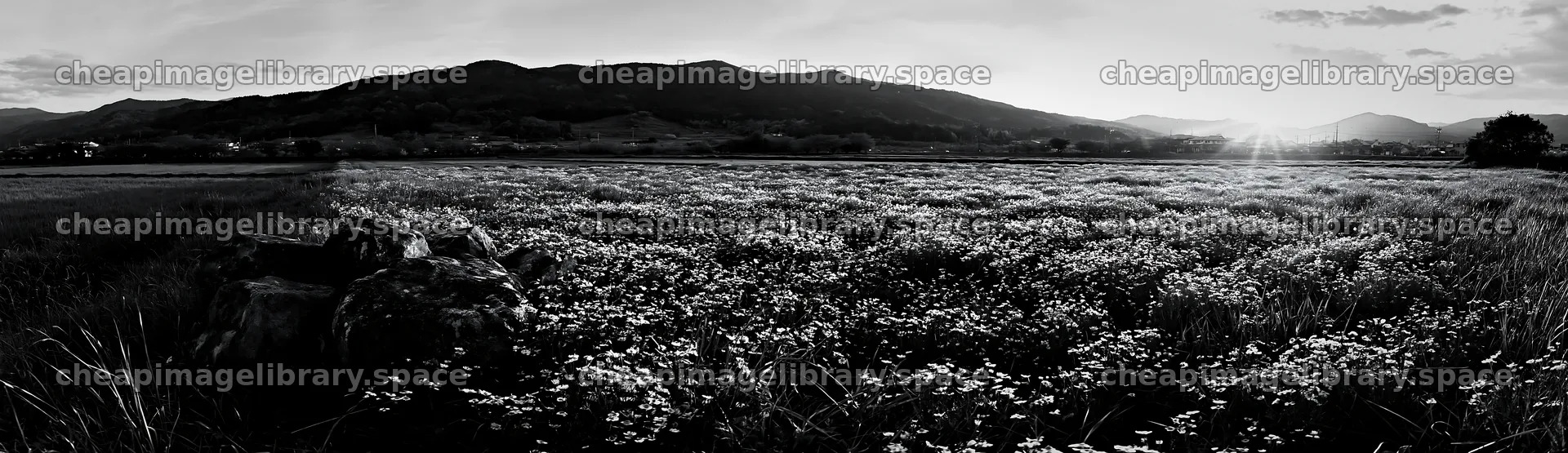 Kyoto spring wildflower meadow stone foreground – image library 14762x4268