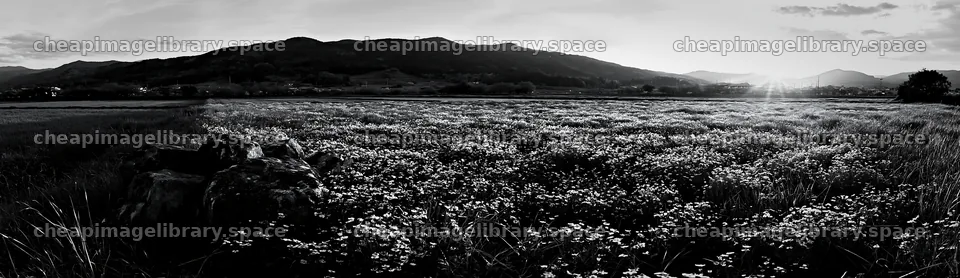 Kyoto spring wildflower meadow stone foreground – image library 14762x4268