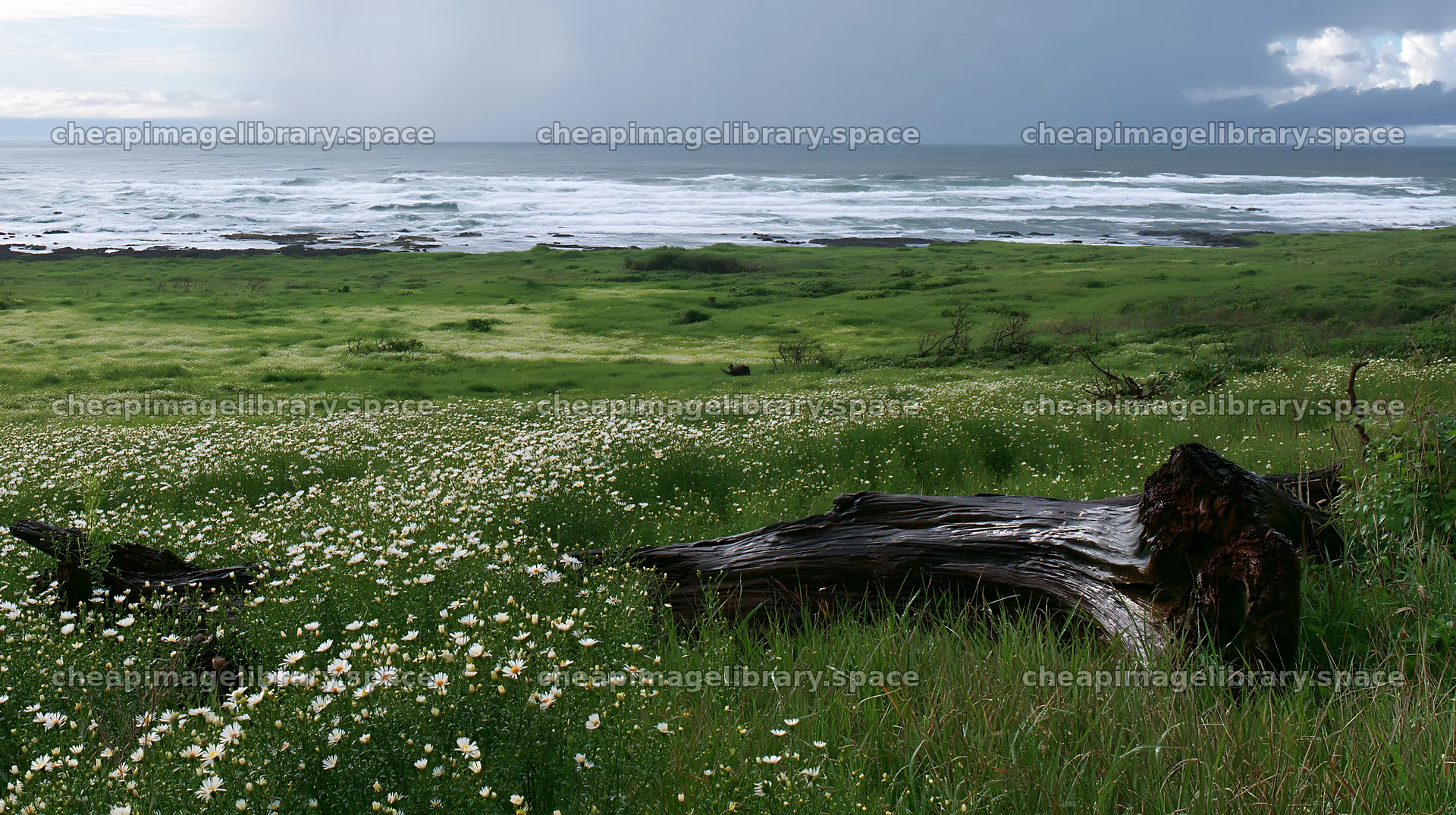 Nagasaki coastal meadow driftwood foreground mood – image library 10608x5938
