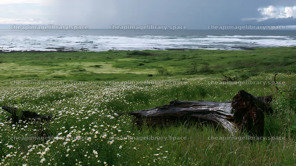 Nagasaki coastal meadow driftwood foreground mood – image library 10608x5938