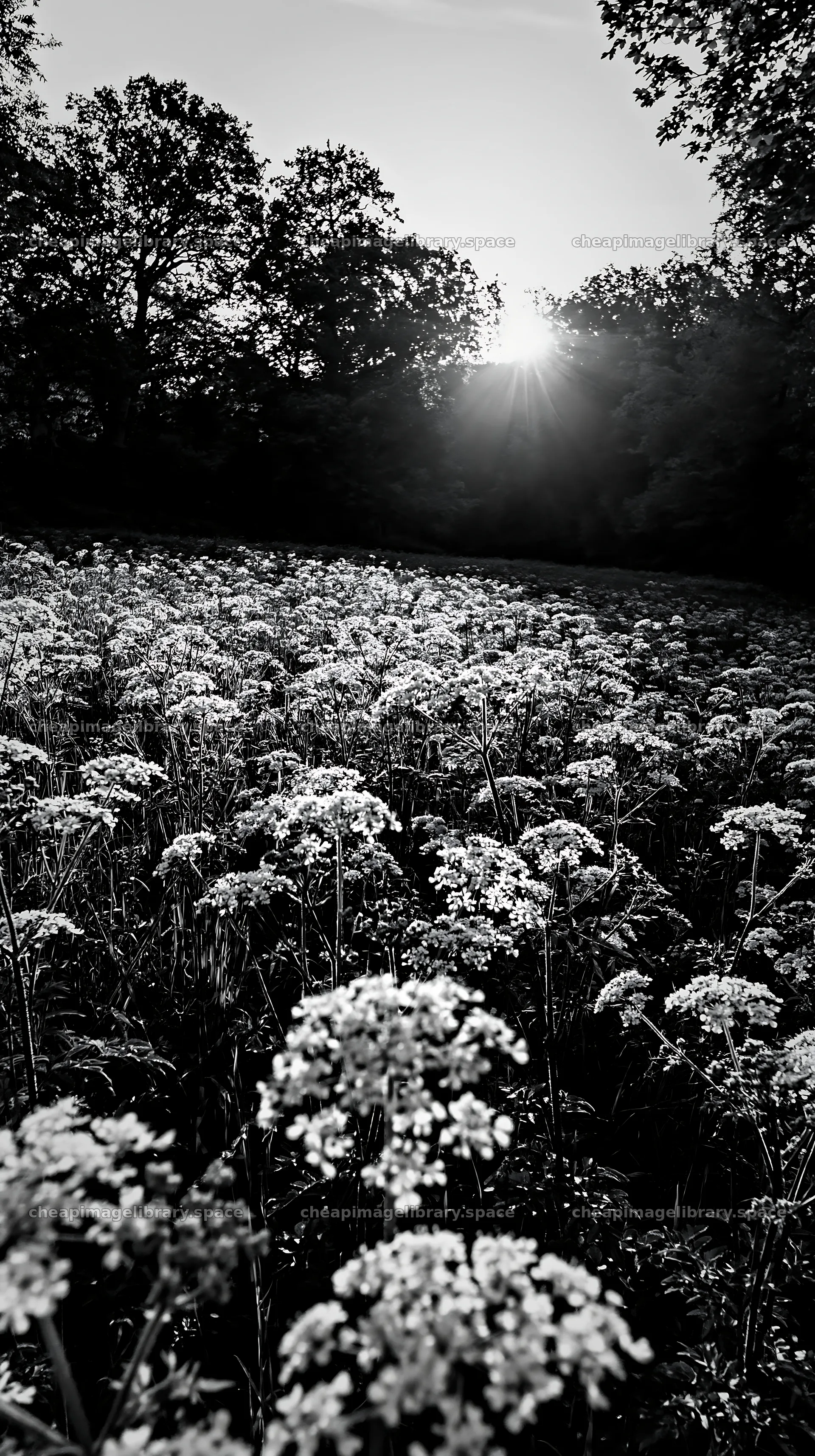 Cow parsley meadow at sunset with sun rays shining through – image library 5938x10608