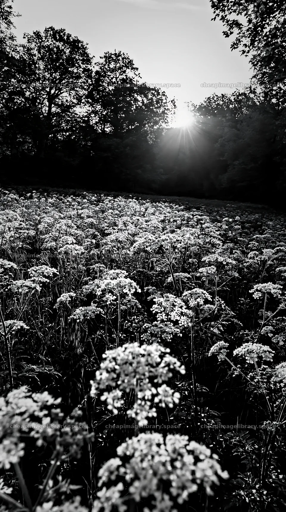 Cow parsley meadow at sunset with sun rays shining through – image library 5938x10608