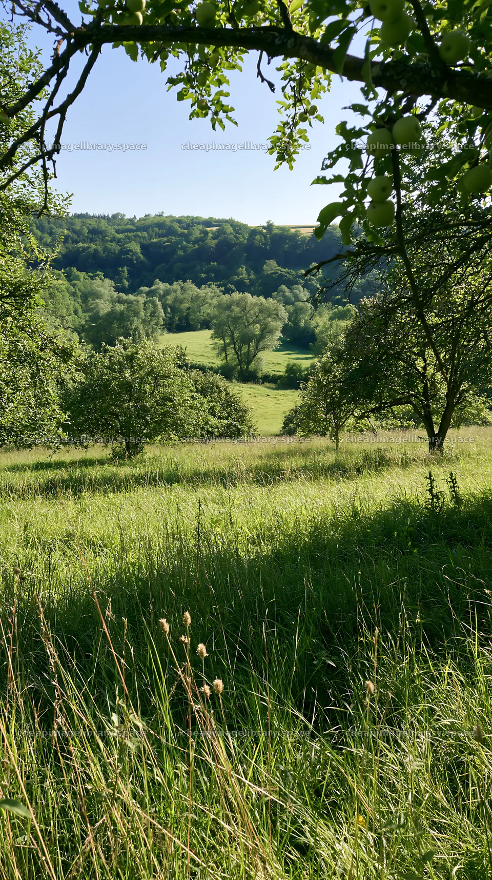 View of apple meadow in valley during a sunny day – image library 5938x10608