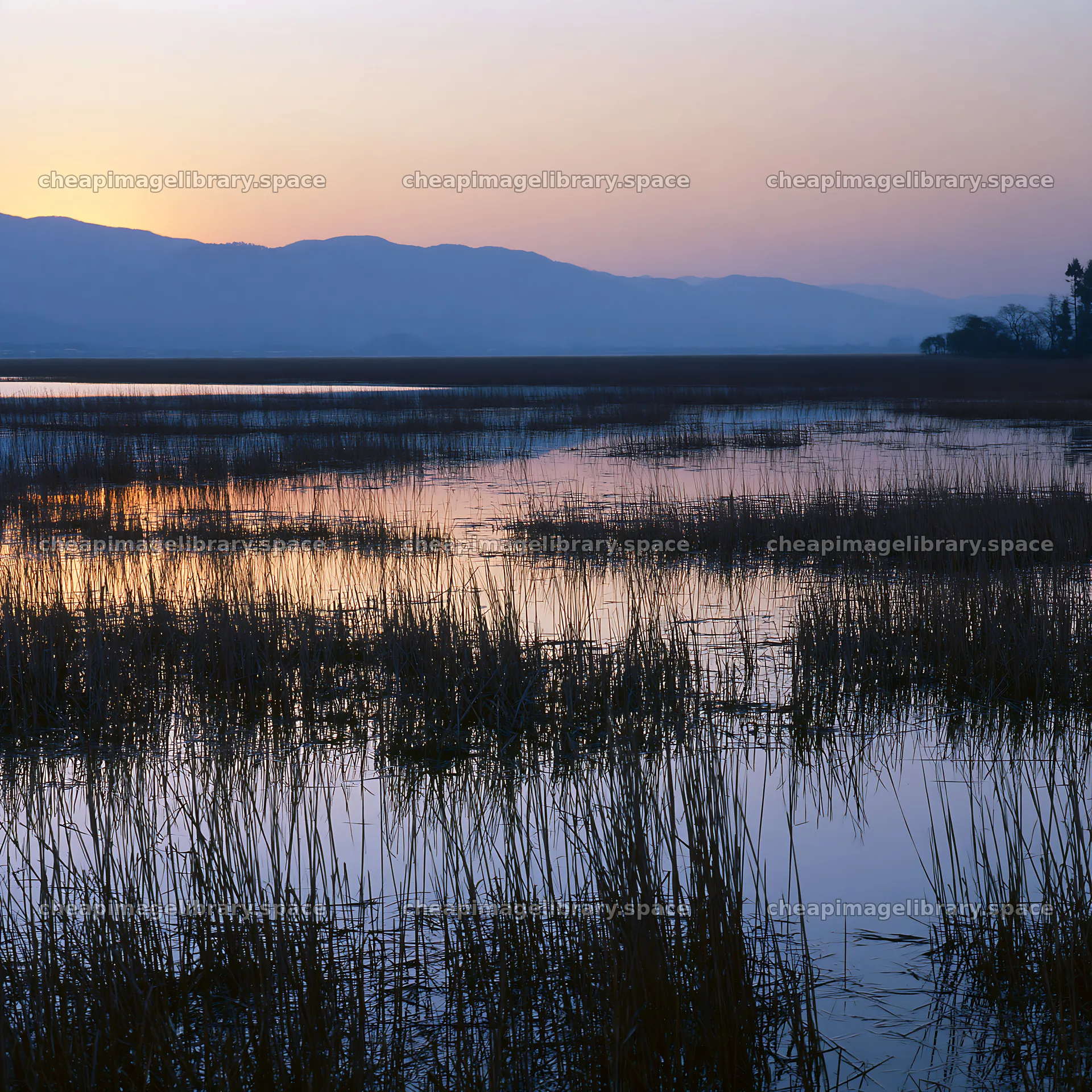 Shiga wetland meadow at dusk with reeds and reflections – image library 7938x7938