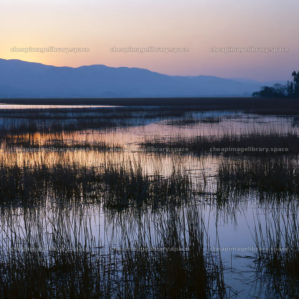 Shiga wetland meadow at dusk with reeds and reflections – image library 7938x7938