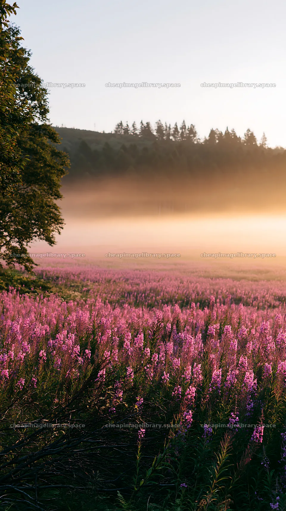 Yamagata rewilded meadow fallen branch foreground – image library 5938x10608