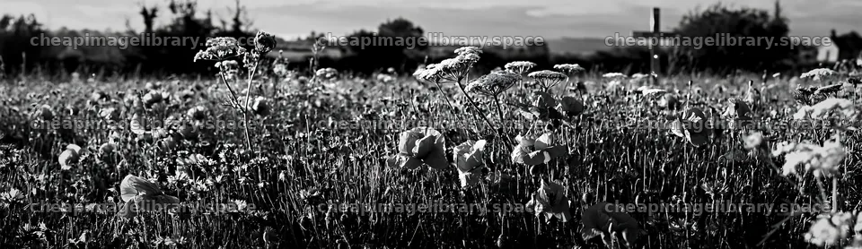 Cross in a meadow with flowers for Christmas card – image library 14762x4268