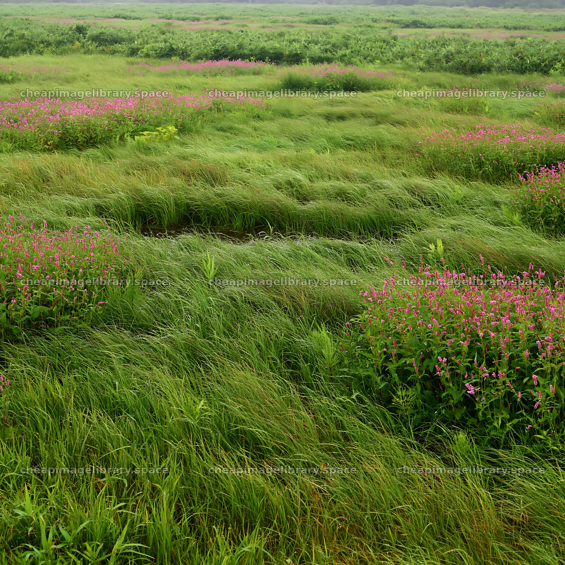 Expansive Hokkaido restoration meadow with dewdrops – image library 7938x7938