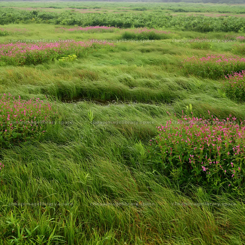 Expansive Hokkaido restoration meadow with dewdrops – image library 7938x7938