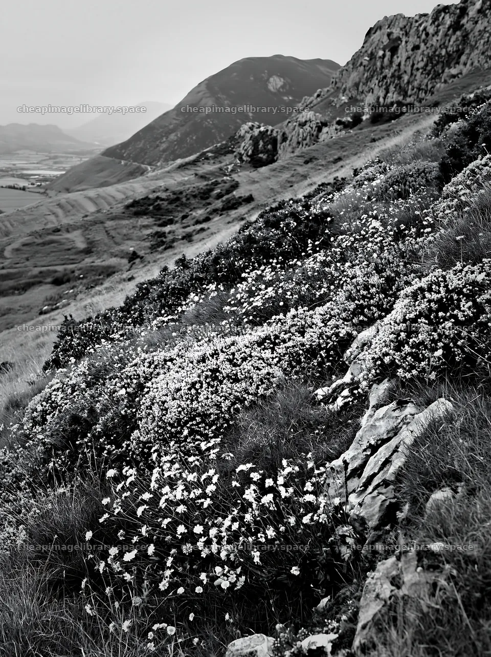 Cloudy rockrose meadow on a limestone slope – image library 6866x9174
