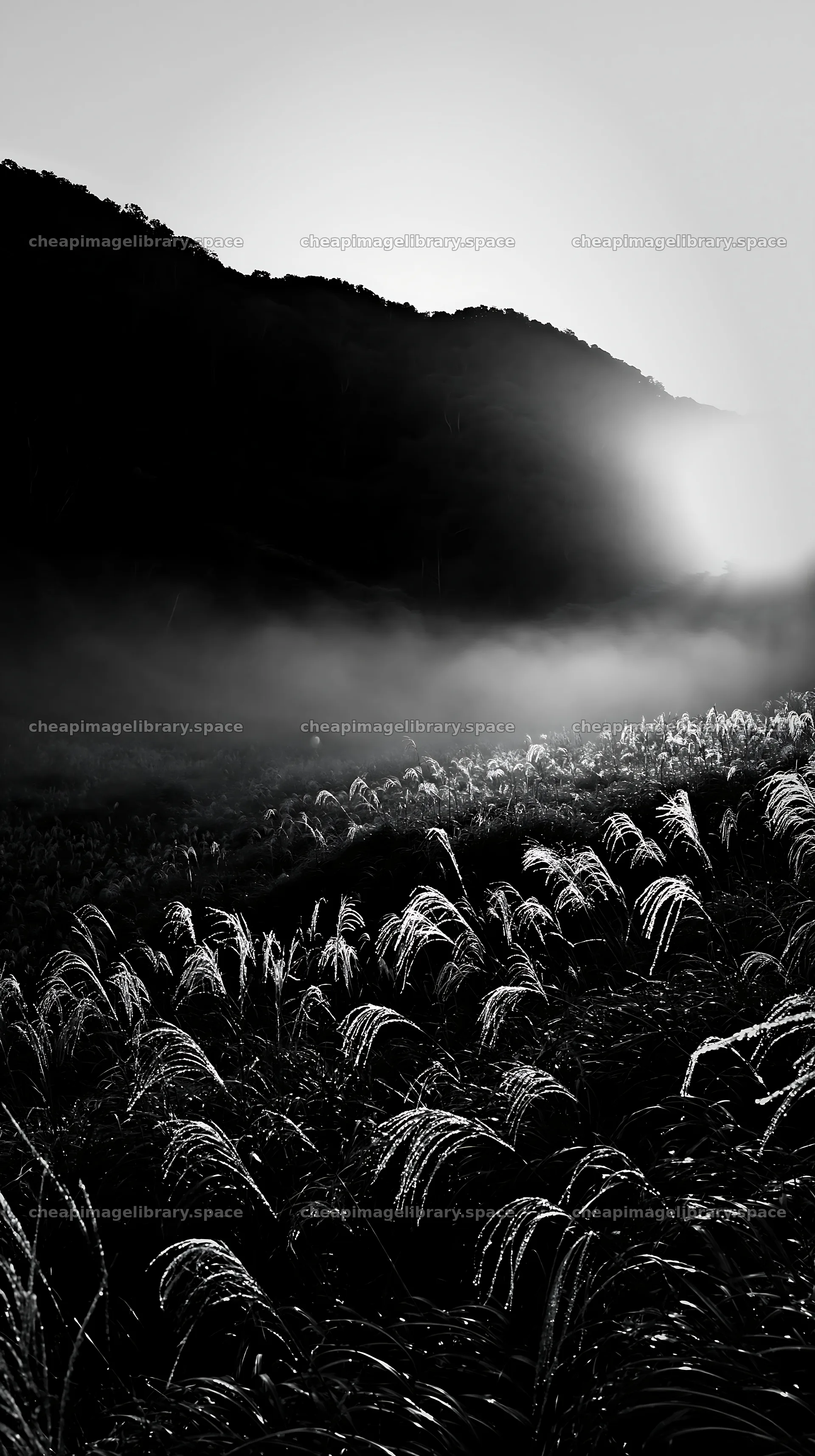 Hokkaido silver grass meadow under soft light – image library 5938x10608