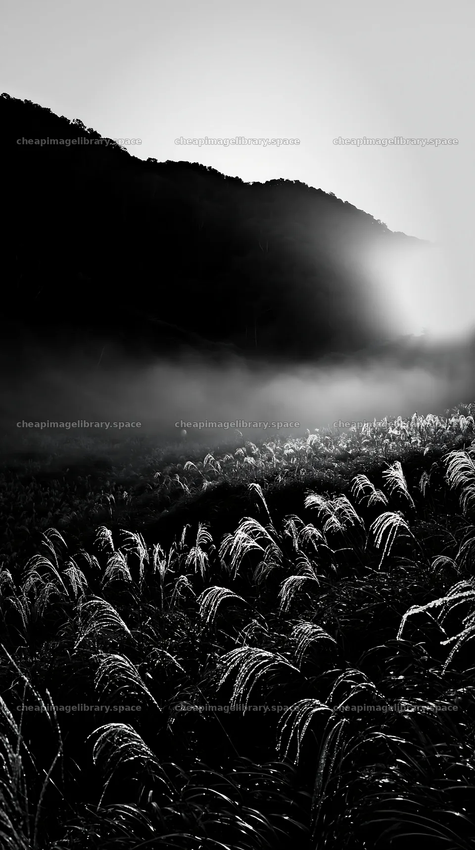 Hokkaido silver grass meadow under soft light – image library 5938x10608