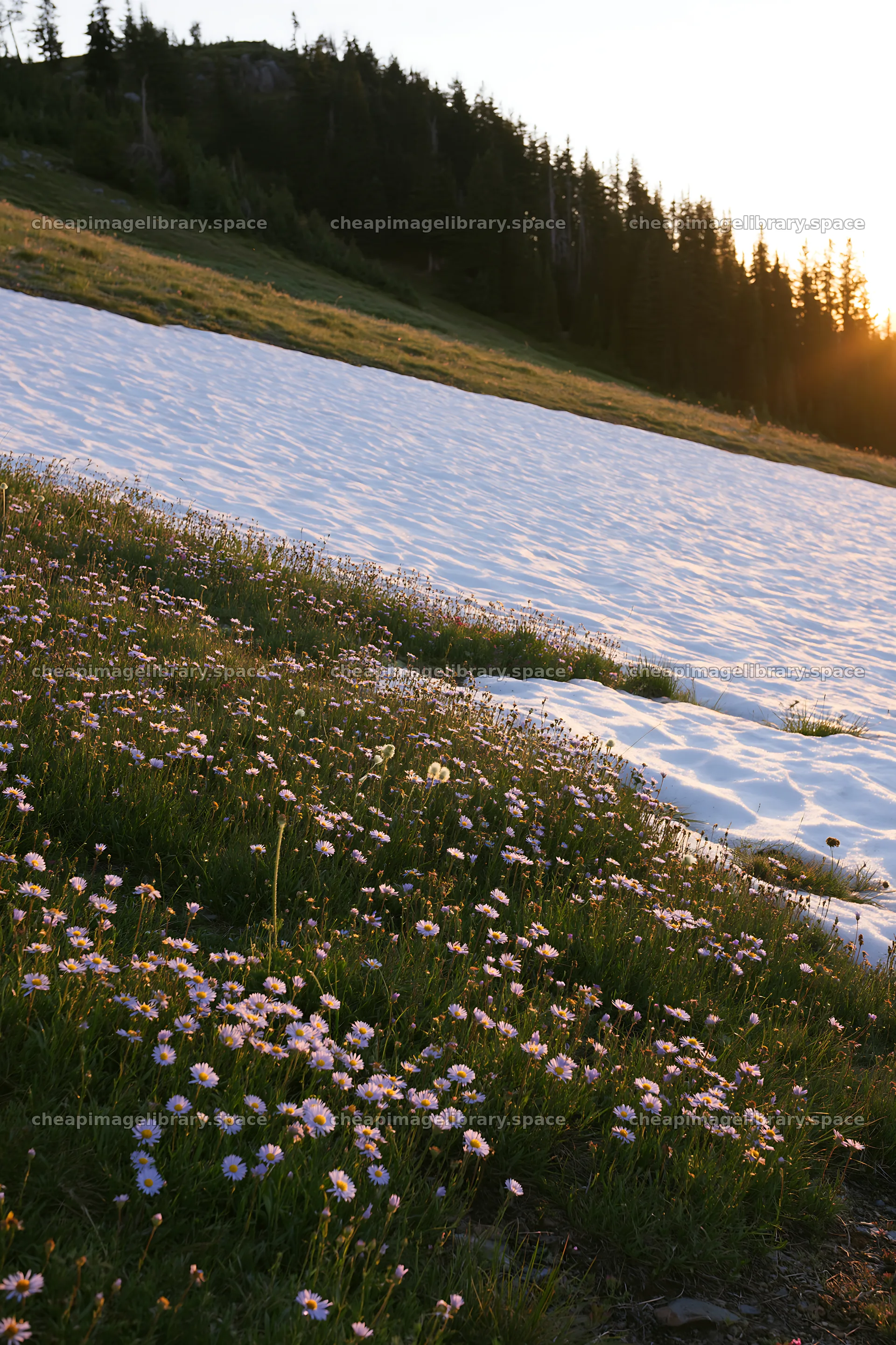 Snowy foothill meadow with wildflowers at sunset – image library 6480x9722