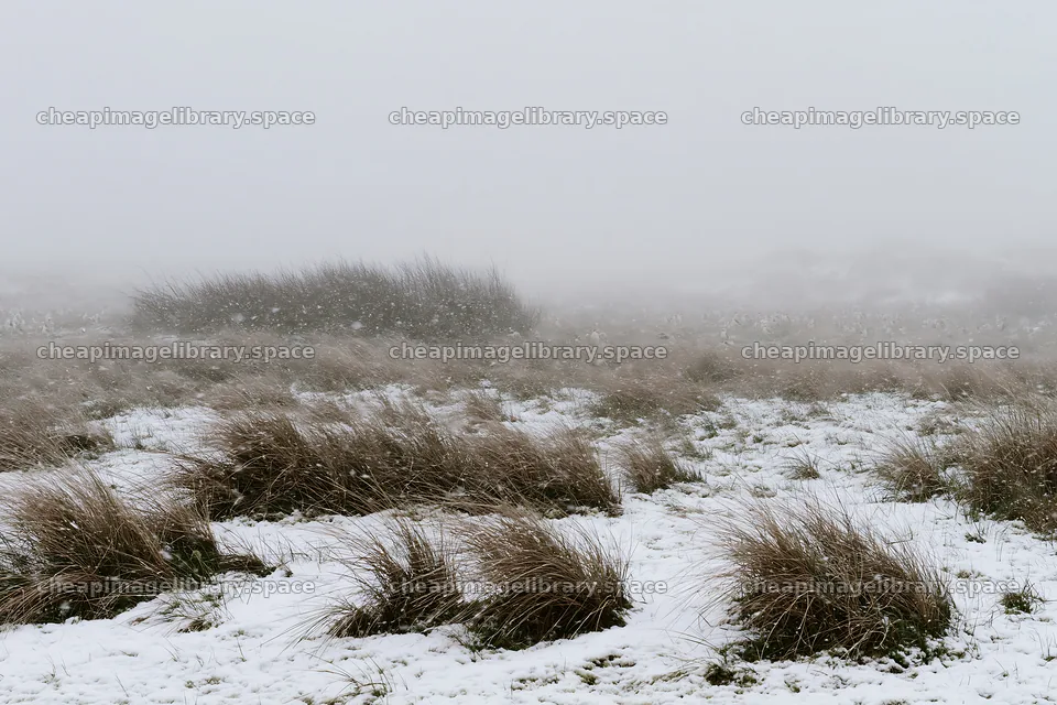 Dune meadow snow with grass in foggy winter weather – image library 9722x6480
