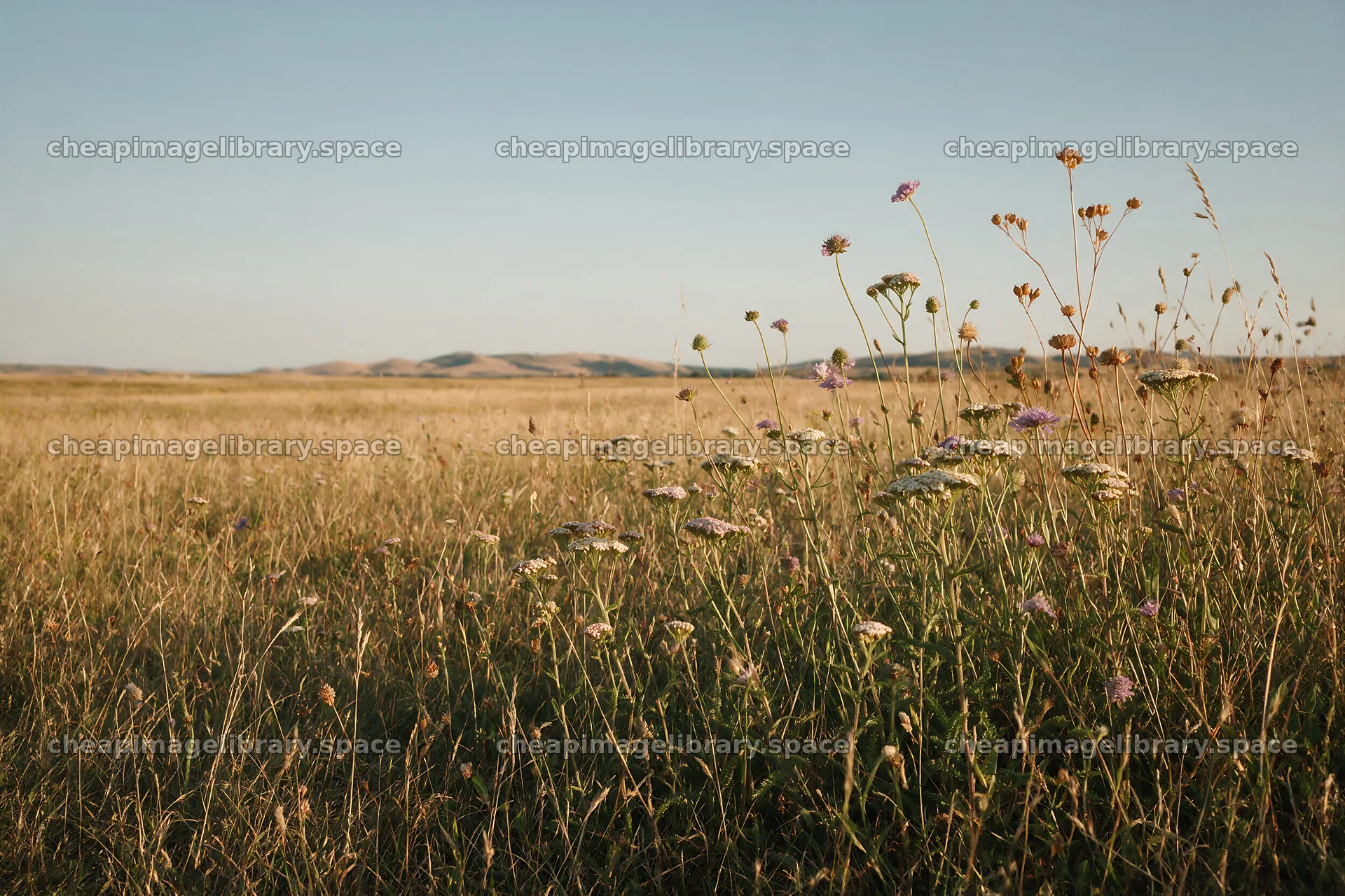 Rewilded meadow with wildflowers under clear blue sky – image library 9722x6480