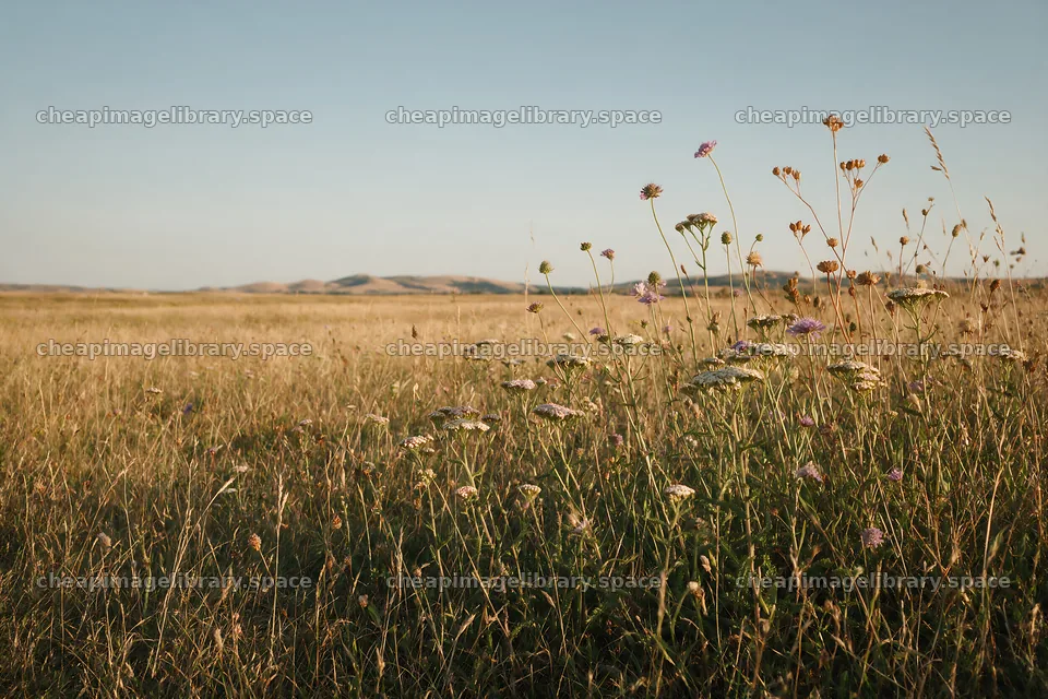 Rewilded meadow with wildflowers under clear blue sky – image library 9722x6480
