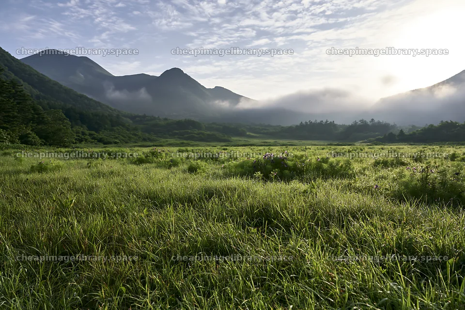 Expansive Hokkaido restoration meadow with dewdrops – image library 9722x6480