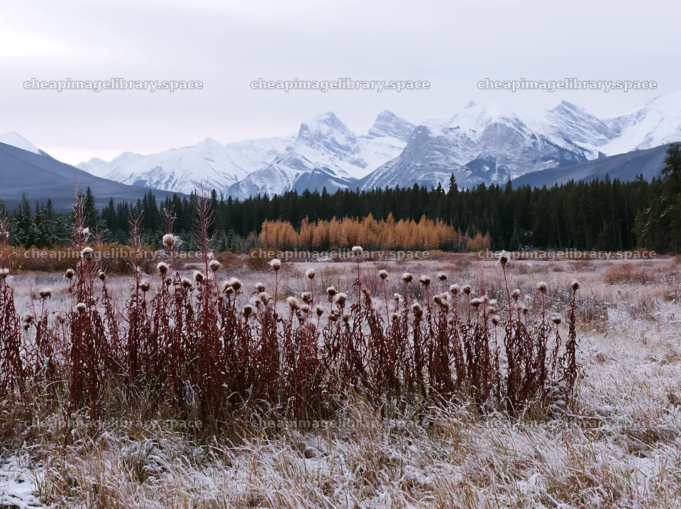 Banff meadow with snow-capped Rockies in winter – image library 9174x6866