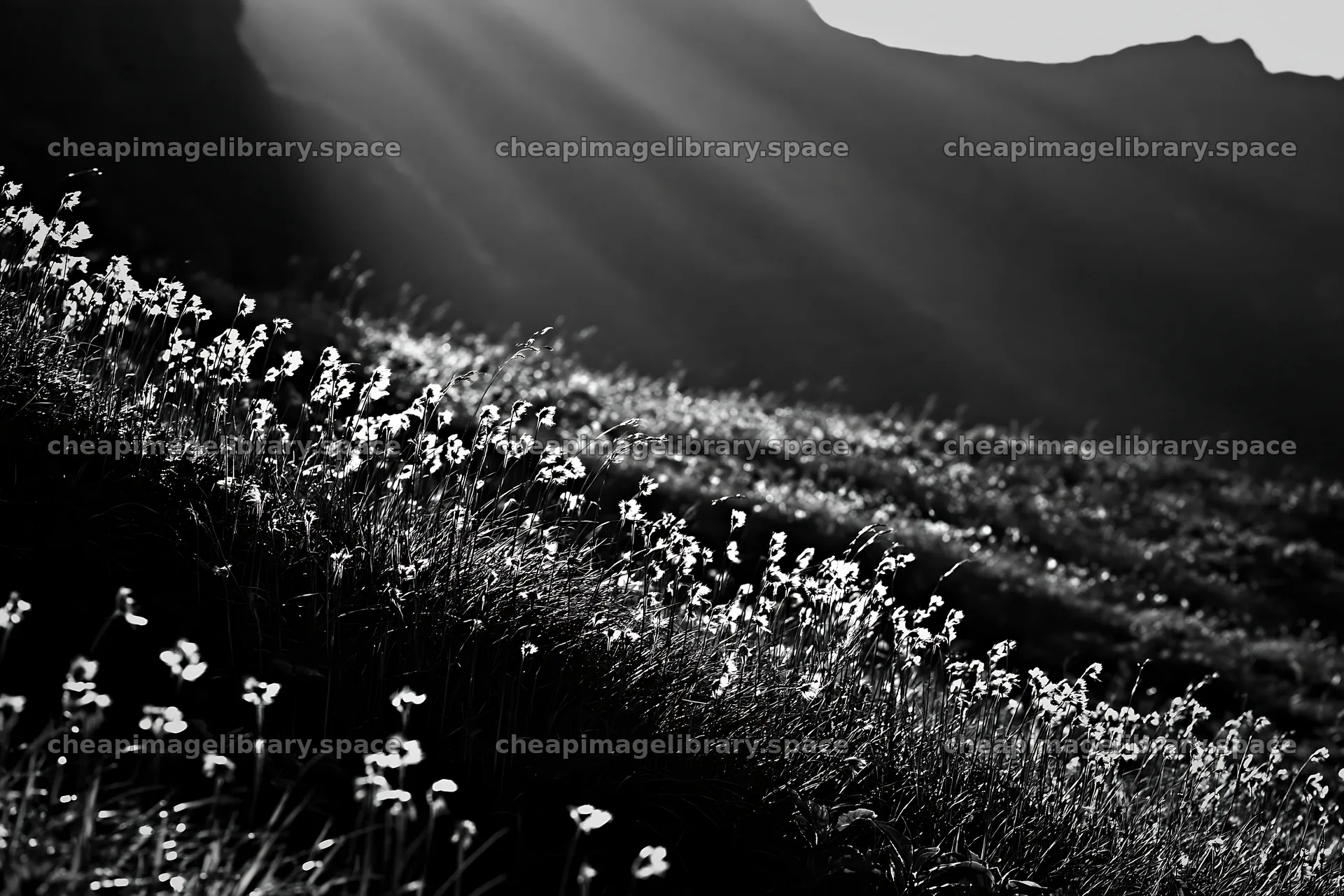 Light rays in Daisetsuzan alpine meadow with flowers – image library 9722x6480