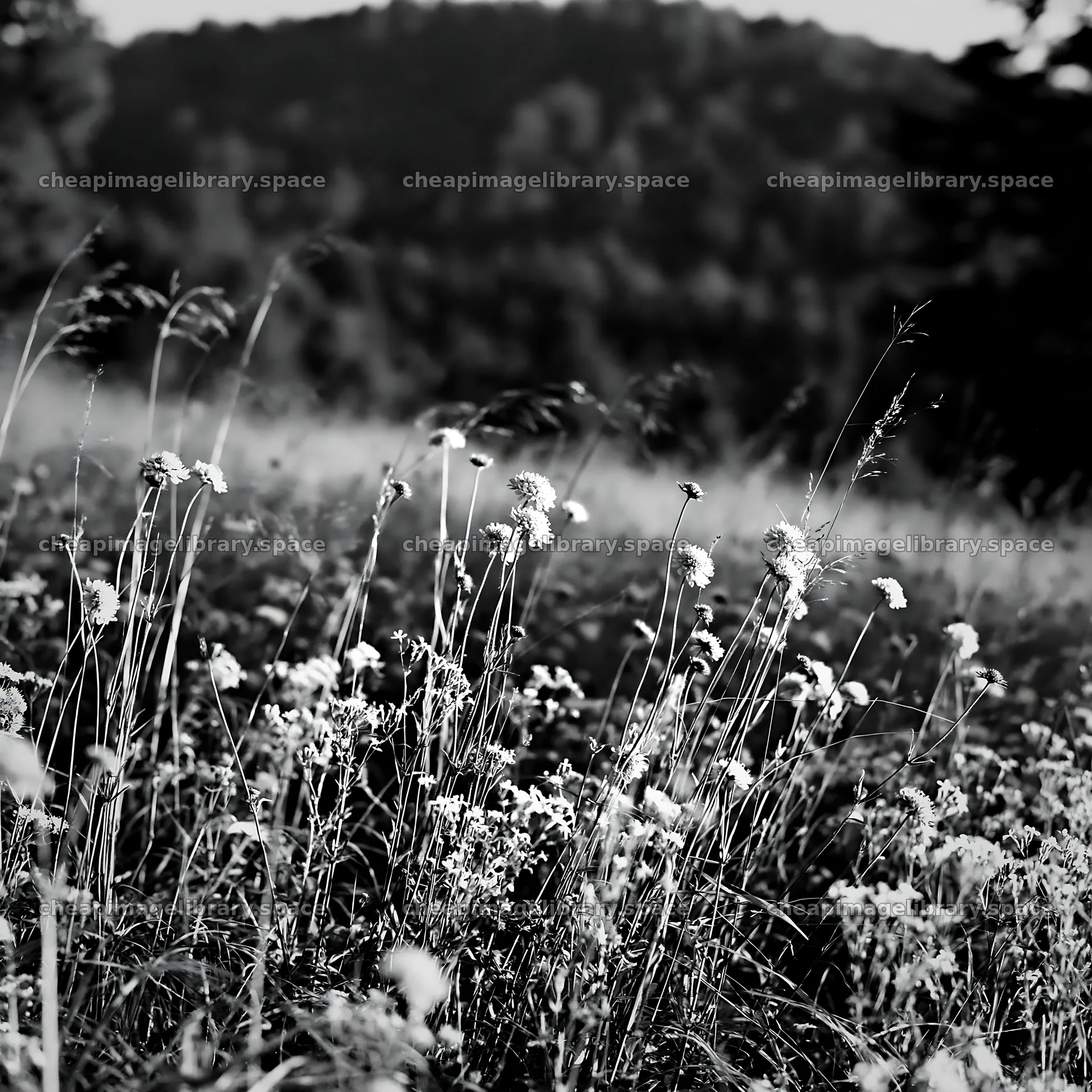 Transylvania summer hay meadows with wildflowers – image library 7938x7938