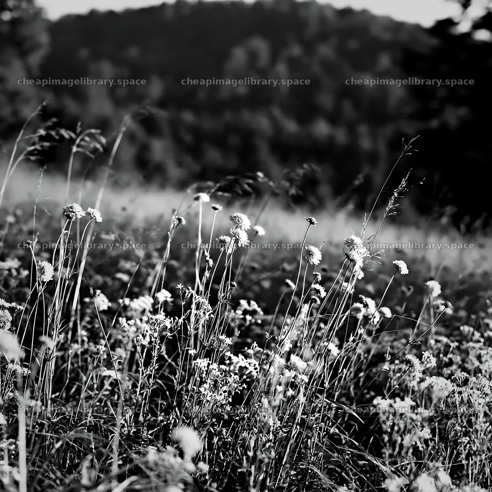 Transylvania summer hay meadows with wildflowers – image library 7938x7938