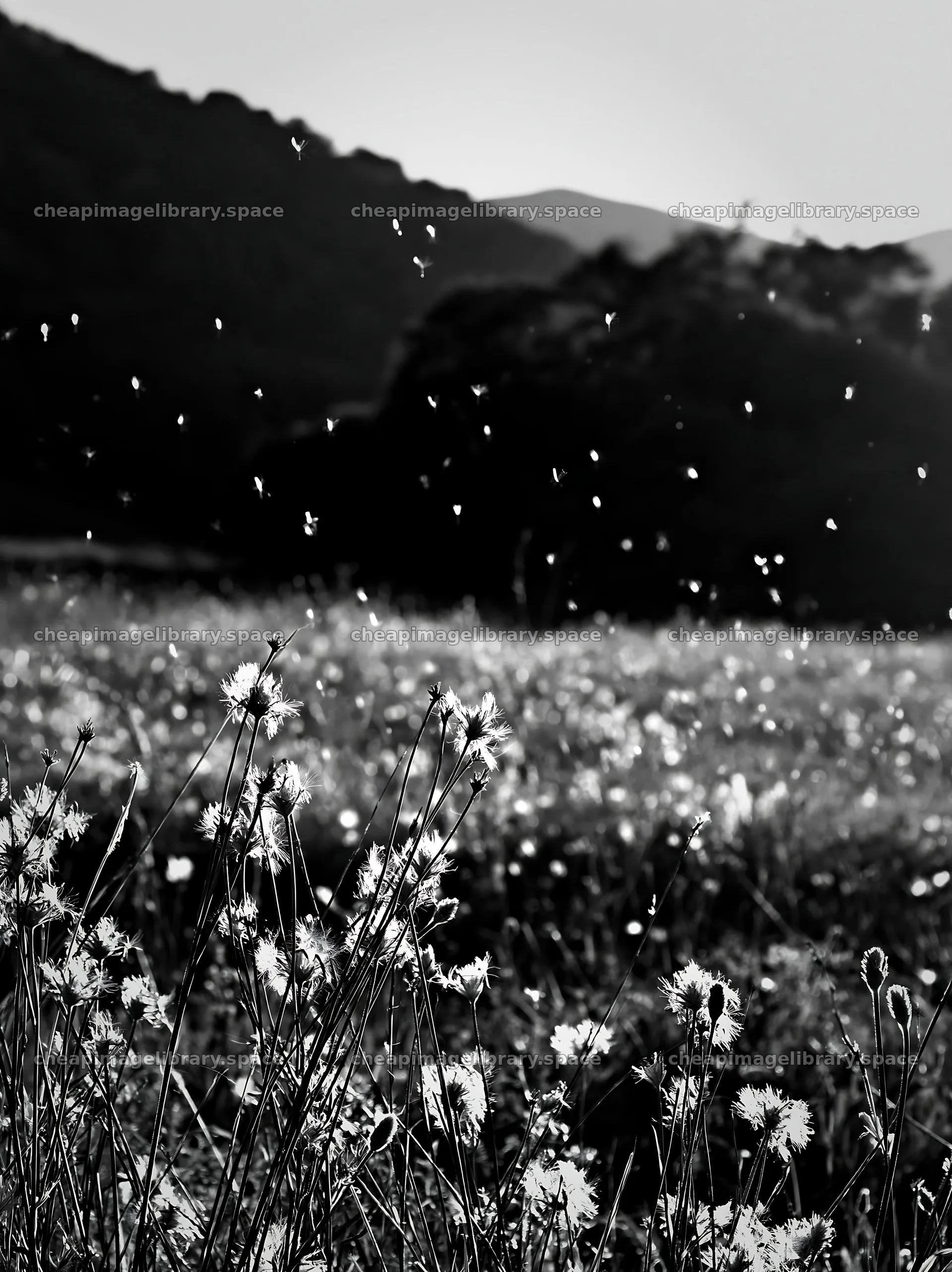 Meadow seedheads backlit at dusk with flying insects – image library 6866x9174