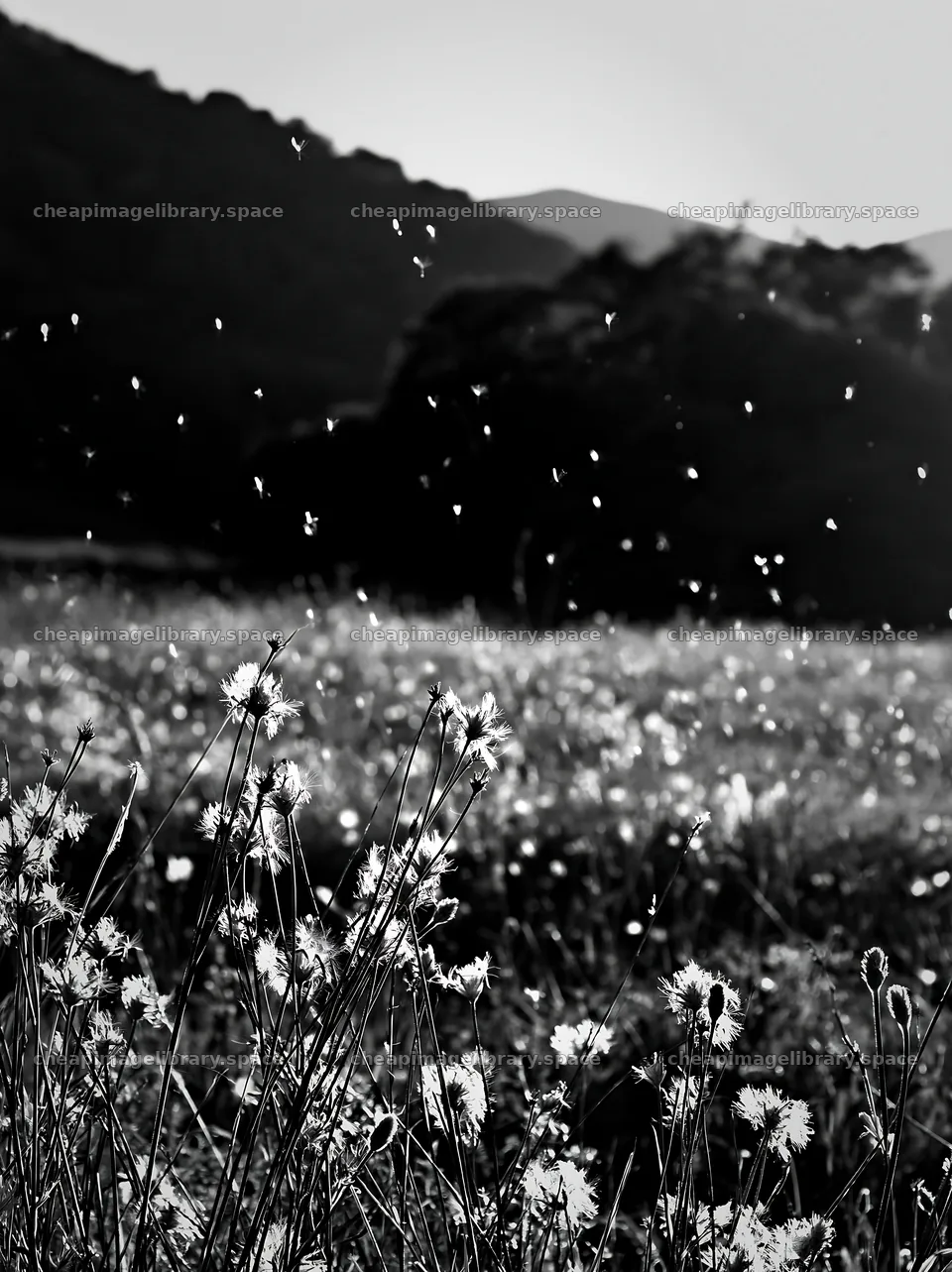Meadow seedheads backlit at dusk with flying insects – image library 6866x9174
