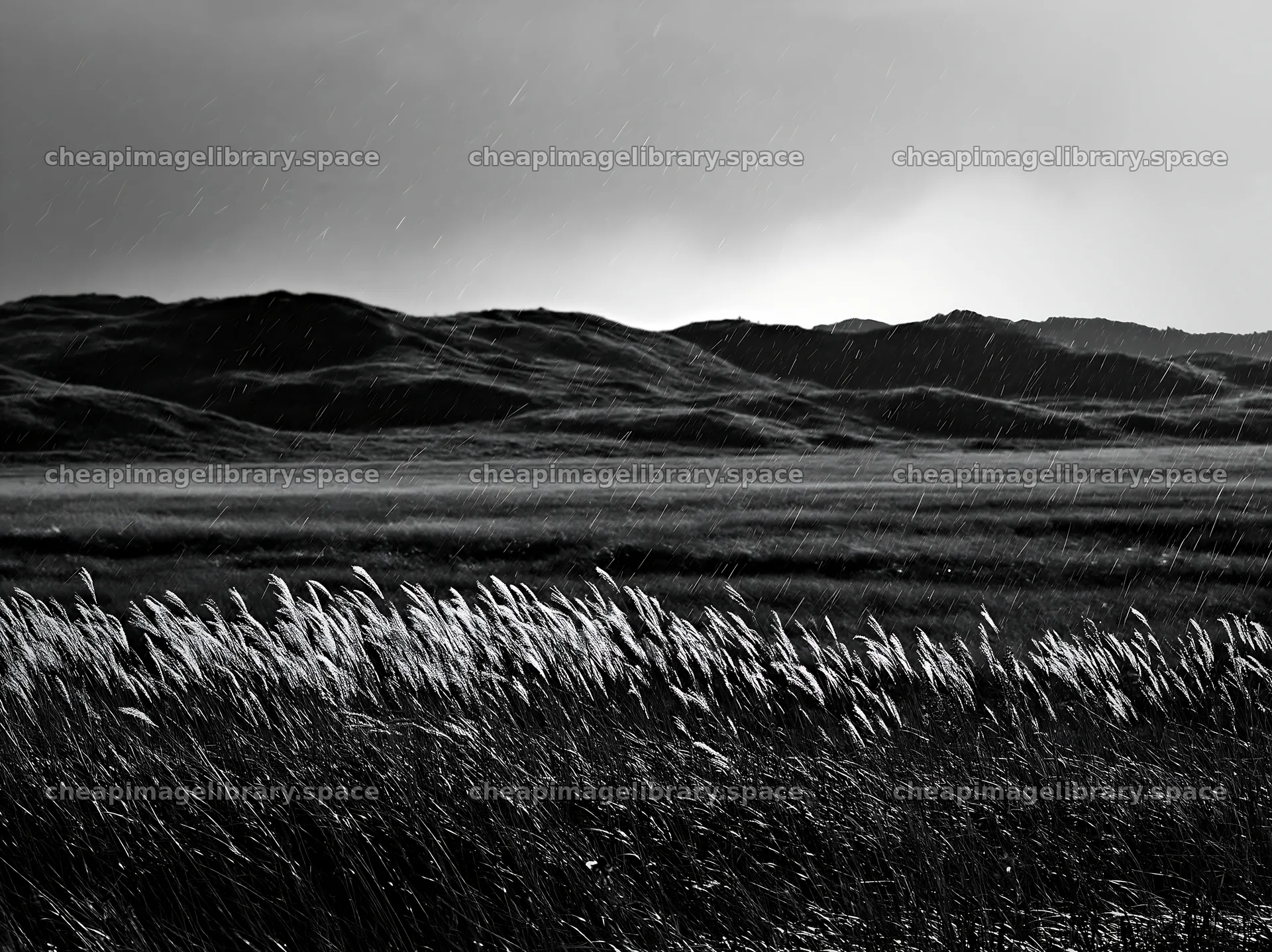 Tottori windy meadow with dune grasses under dark skies – image library 9174x6866