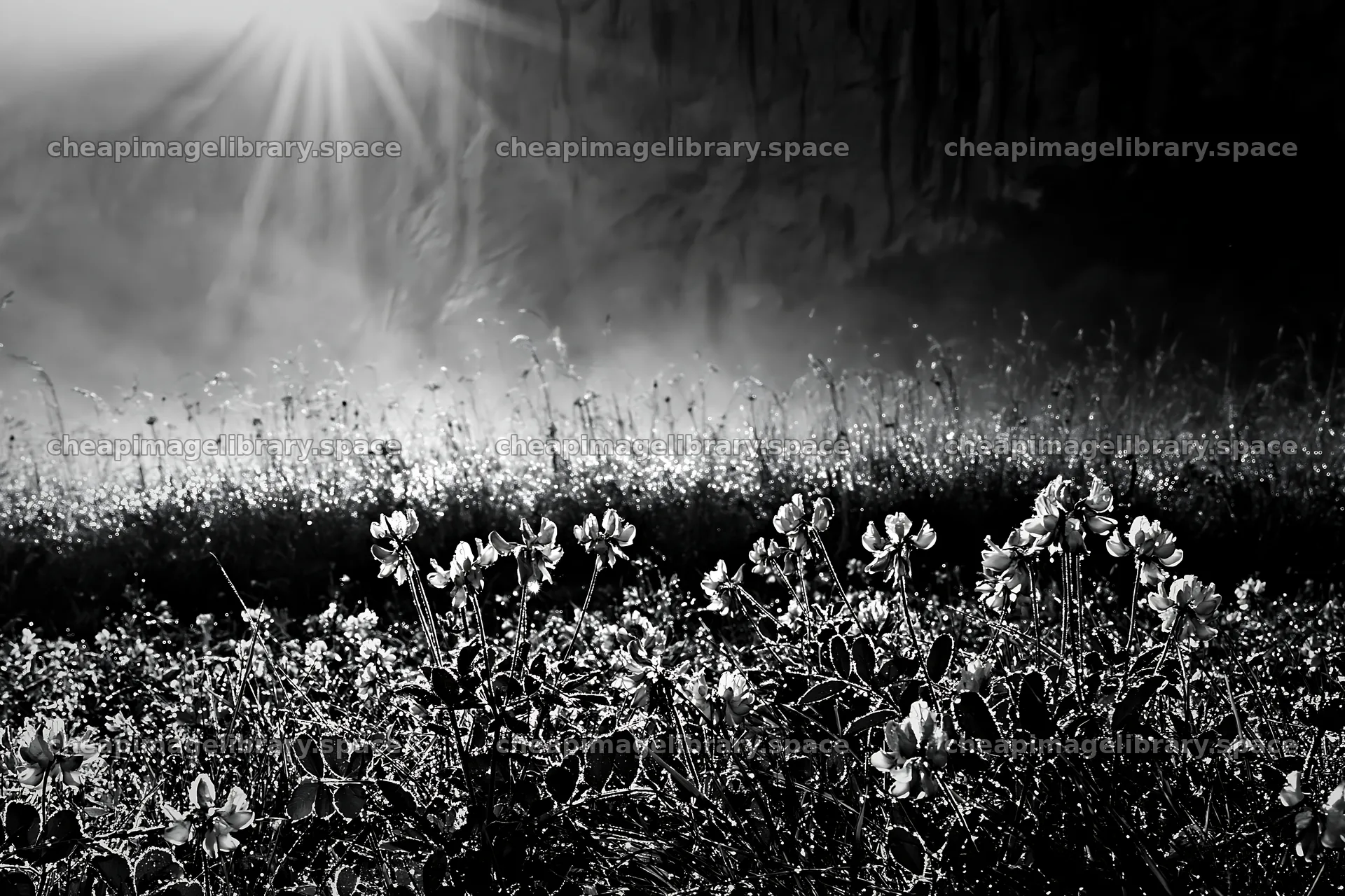 Light rays shine on flowers in Lauterbrunnen Valley meadow – image library 9722x6480