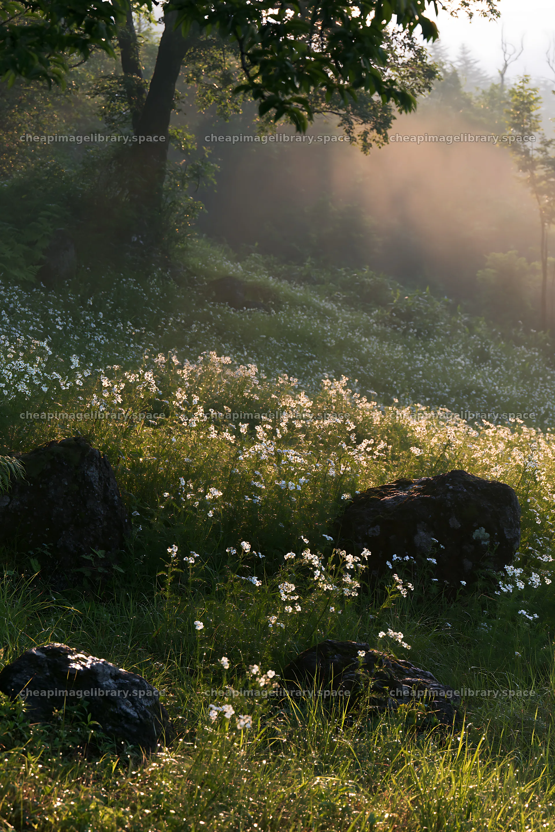 Oita highland meadow with granite stones and flowers – image library 6480x9722