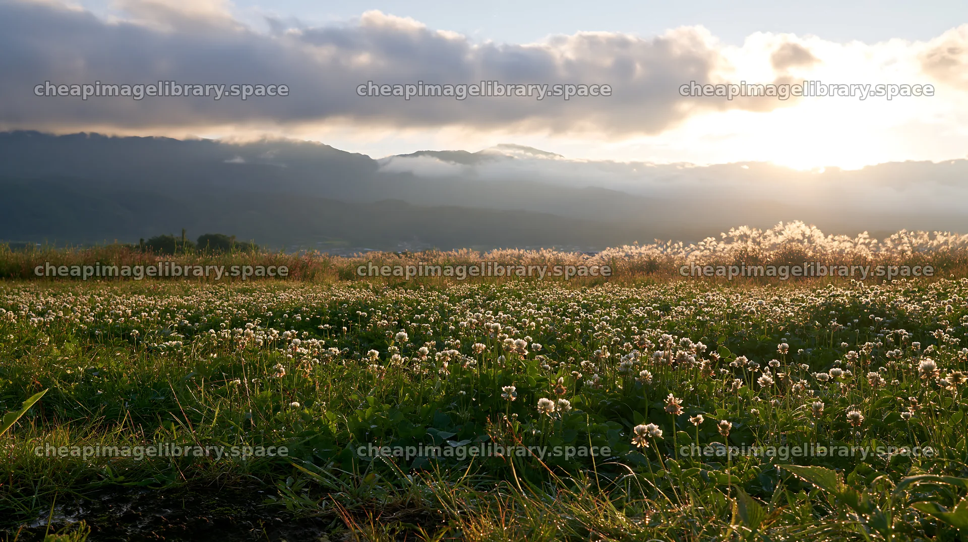 Shizuoka meadow after rain with flowers and mountain view – image library 10608x5938