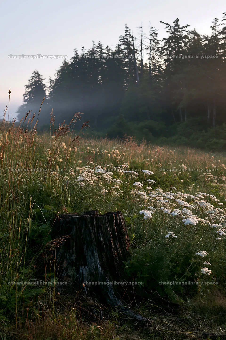 Fukushima native meadow with weathered stump at sunrise – image library 6480x9722