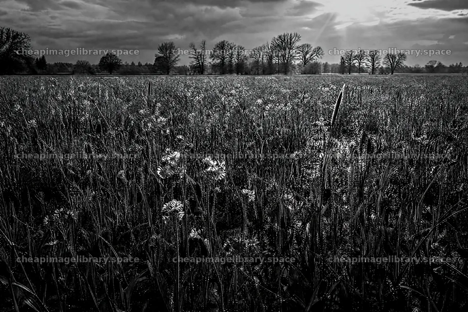 Rewilded meadow with flowers and trees under a cloudy sky – image library 9722x6480