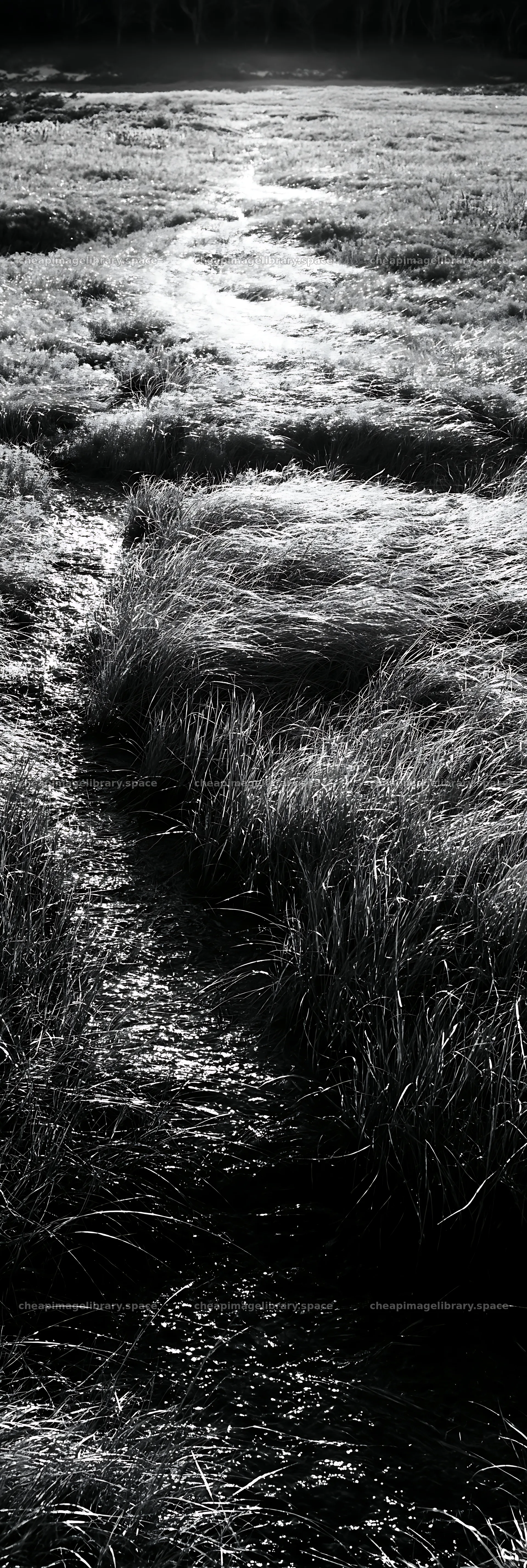 Akita snowmelt meadow with silver grasses in black and white – image library 4602x13690