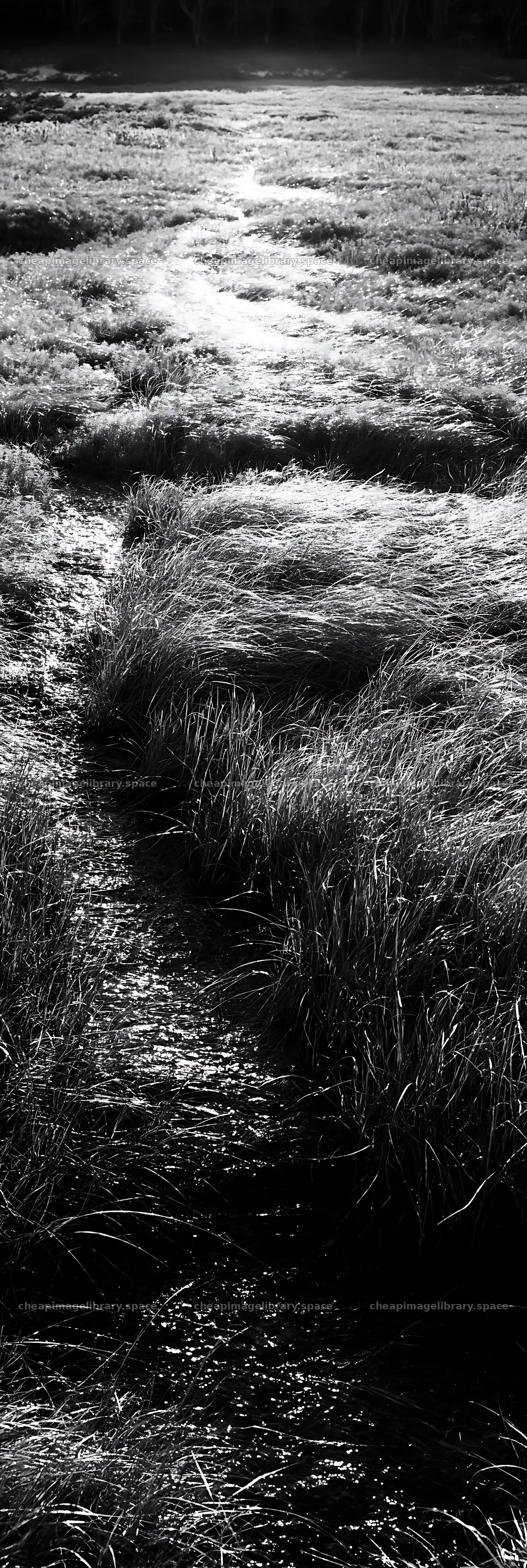 Akita snowmelt meadow with silver grasses in black and white – image library 4602x13690