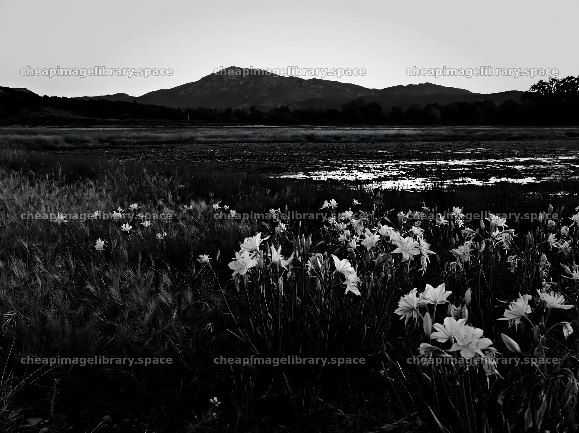 Night scene with flowers in a meadow near mountains – image library 9174x6866