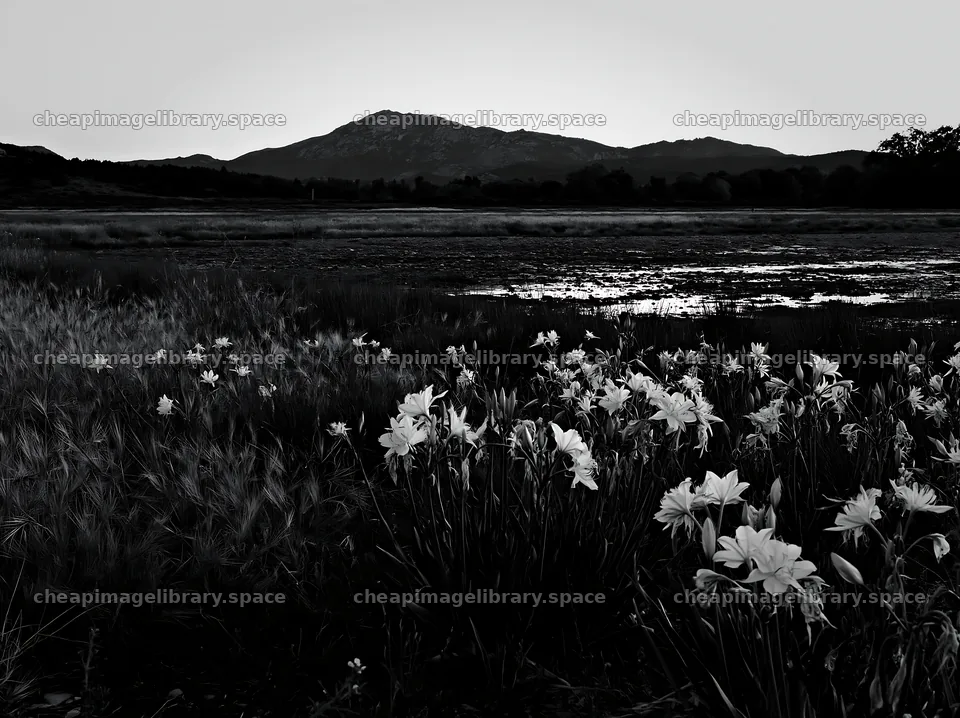 Night scene with flowers in a meadow near mountains – image library 9174x6866